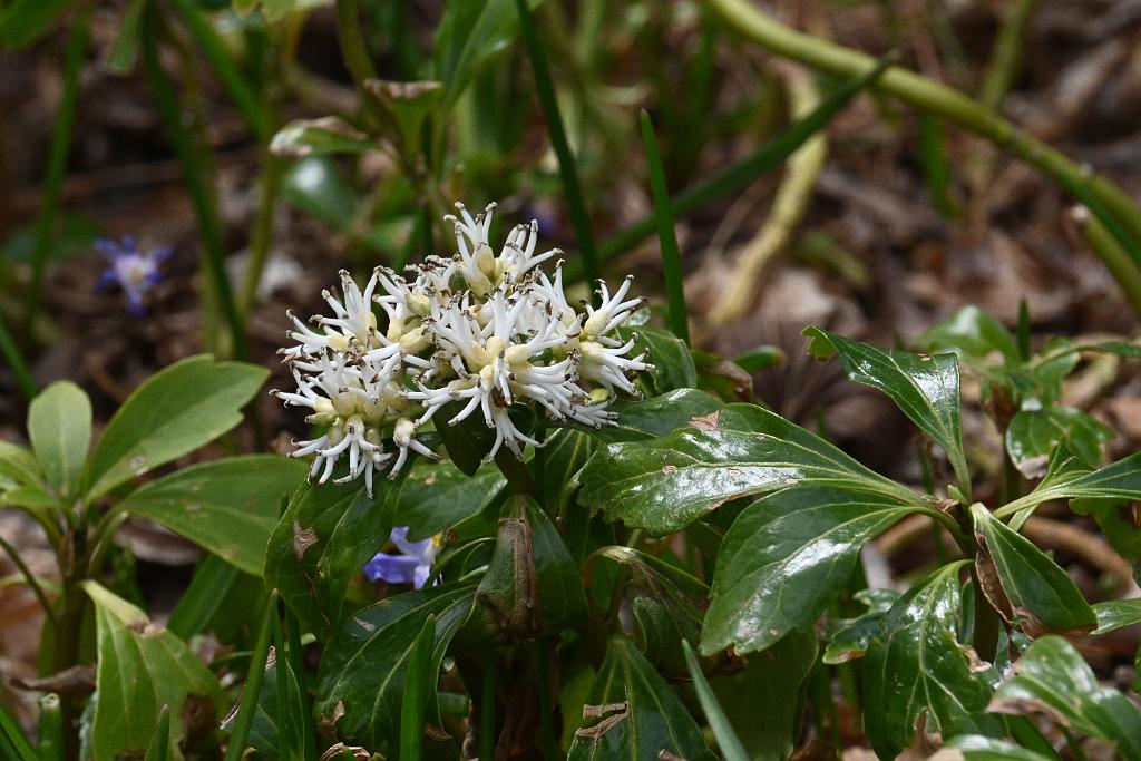 2025-04216427 Tower Hill Botanic Garden, MA.JPG - Japanese Pachysandra (Pachysandra terminalis 'Green Sheen'). New England Botanic Garden at Tower Hill, MA, 4-21-2025
